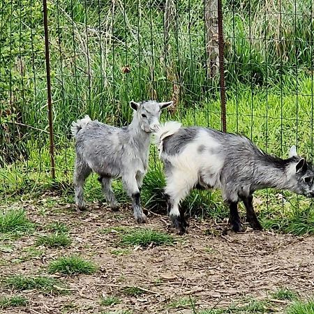 Domaine Des Galinaces Roulotte La Roussette 2-4P Villa Marigny-les-Reullee Dış mekan fotoğraf
