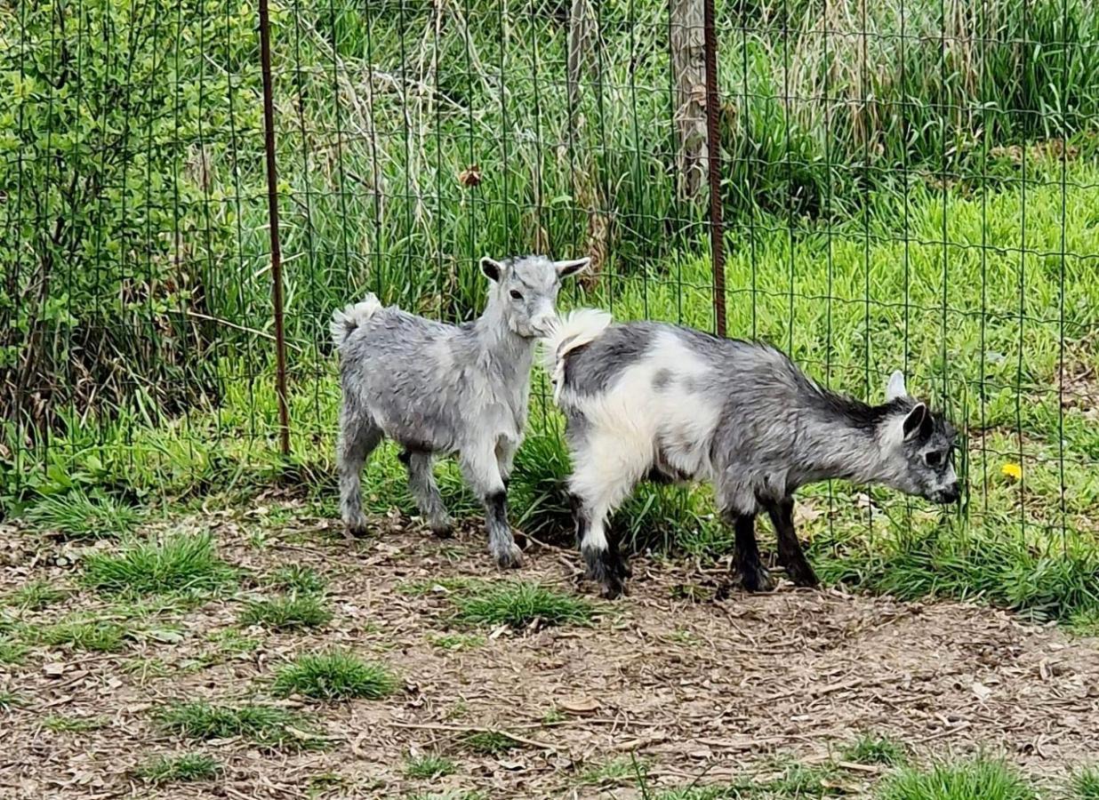Domaine Des Galinaces Roulotte La Roussette 2-4P Villa Marigny-les-Reullee Dış mekan fotoğraf